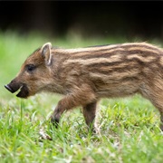 Young Boar