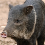 Collared Peccary