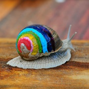 Rainbow Snail