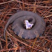 Water Moccasin