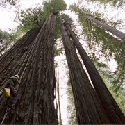 S1.E10: Seasonal Forests