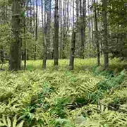 Ballard Trail, Charles Brown Brook, VT
