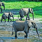 Lobéké National Park