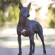 Xoloitzcuintli