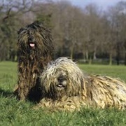 Bergamasco Dog