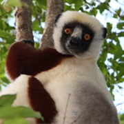 Littoral De Toliara Biosphere Reserve, Madagascar