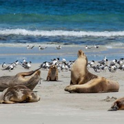 Seal Bay, Kangaroo Island
