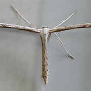 Morning-Glory Plume Moth