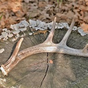 Found Deer Antlers on the Ground