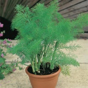 Green Fennel Plant