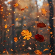 Autumn Leaves Falling