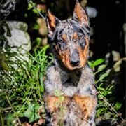 Beauceron Dog