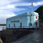 Mevagissey Aquarium