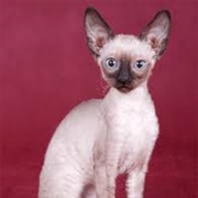 Cornish Rex Cat