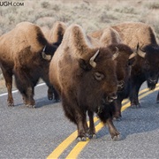 Buffalos Blocking Street