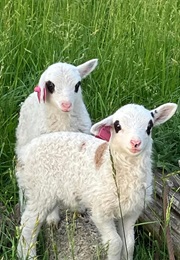 Let Her Be Silent (April Boulware)