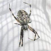 Spotted Orbweaver
