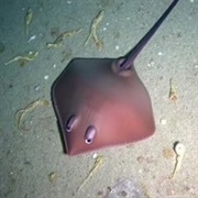 Atlantic Stingray