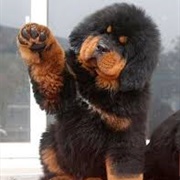 Tibetan Mastiff