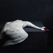 A Solitary Reign - Amenra