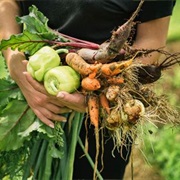 Harvest Vegtables