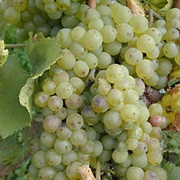Chasselas