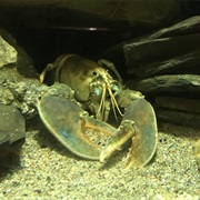 National Lobster Hatchery