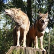 Cascade Mountain Wolf