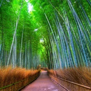 Arashiyama, Bamboo Forest, Japan