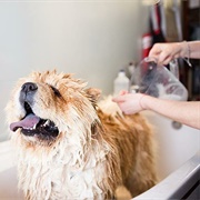Bathe Pet