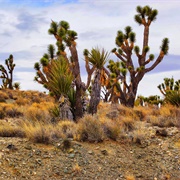 Omayed Biosphere Reserve, Egypt