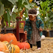 Pumpkin Patch