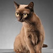 Burmese Cat