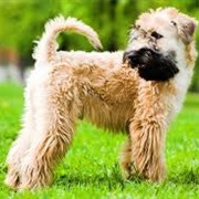 Soft Coated Wheaten Terrier