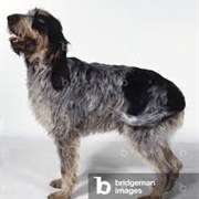 Griffon Bleu De Gascogne