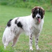 Bulgarian Shepherd Dog