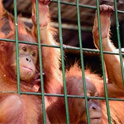 Volunteer at  a Wildlife Rescue Center