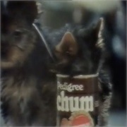 Pedigree Chum: "Top Breeders"