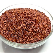Finger Millet