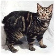 Manx Cat