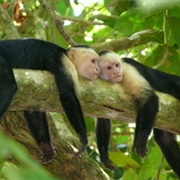Savegre Biosphere Reserve, Costa Rica