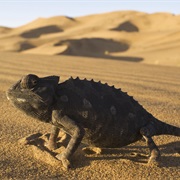 2. Reptiles and Amphibians