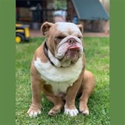 Australian Bulldog