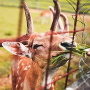 Fed Deer in the Wild
