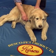 S25.E6: Car Headlamps, Directional Drills, Pet Grooming Combs, Stained Glass Restoration