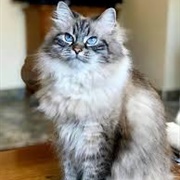 Siberian Cat