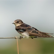 Sand Martin