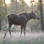 Turnbull National Wildlife Refuge, Cheney, WA