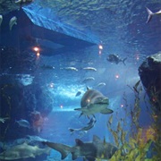 Siam Ocean Aquiarium, Thailand