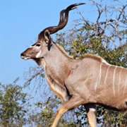 Kudu